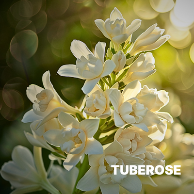 TUBEROSE