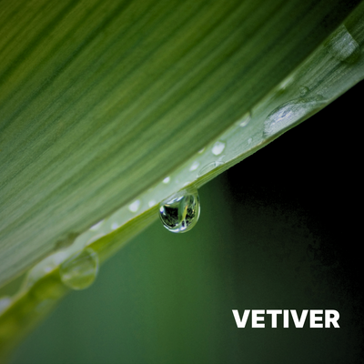 VETIVER