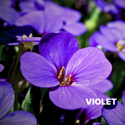 VIOLET