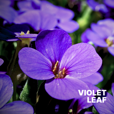 VIOLET