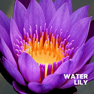 LILY