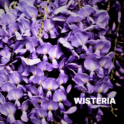 WISTERIA