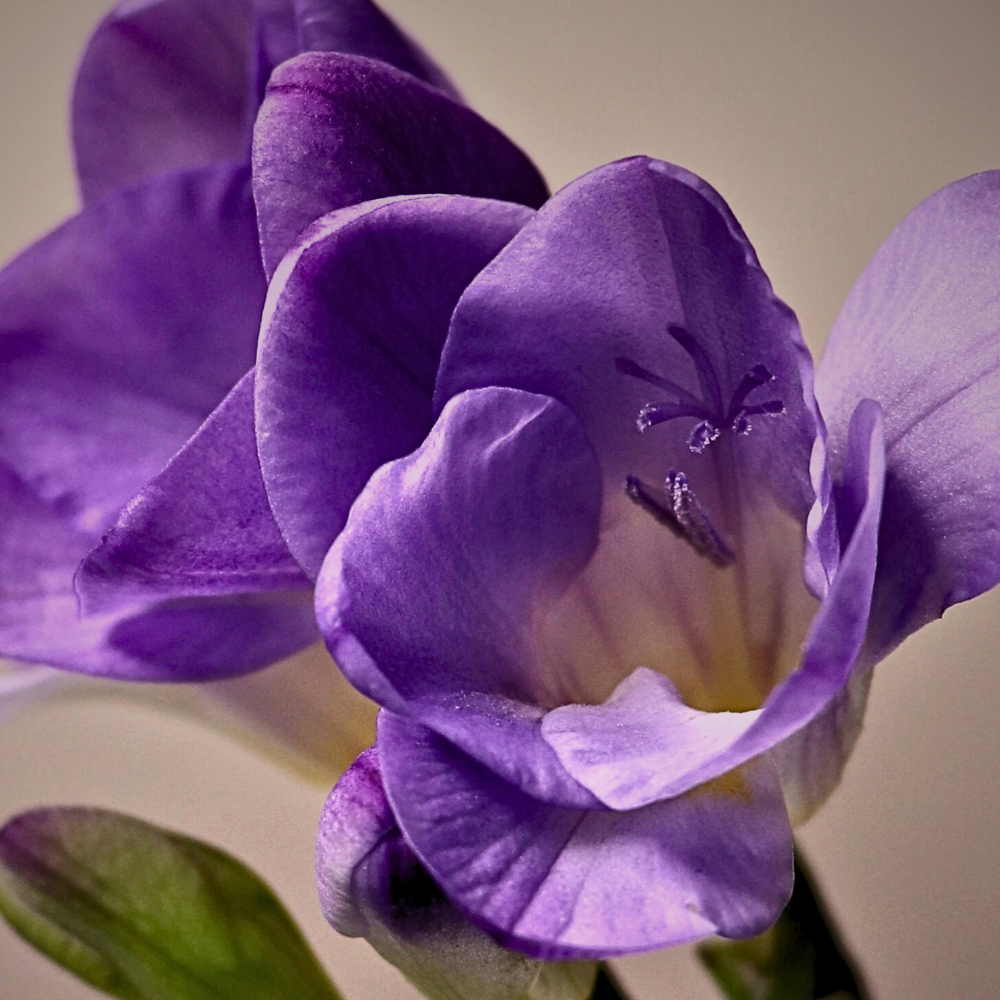 FREESIA