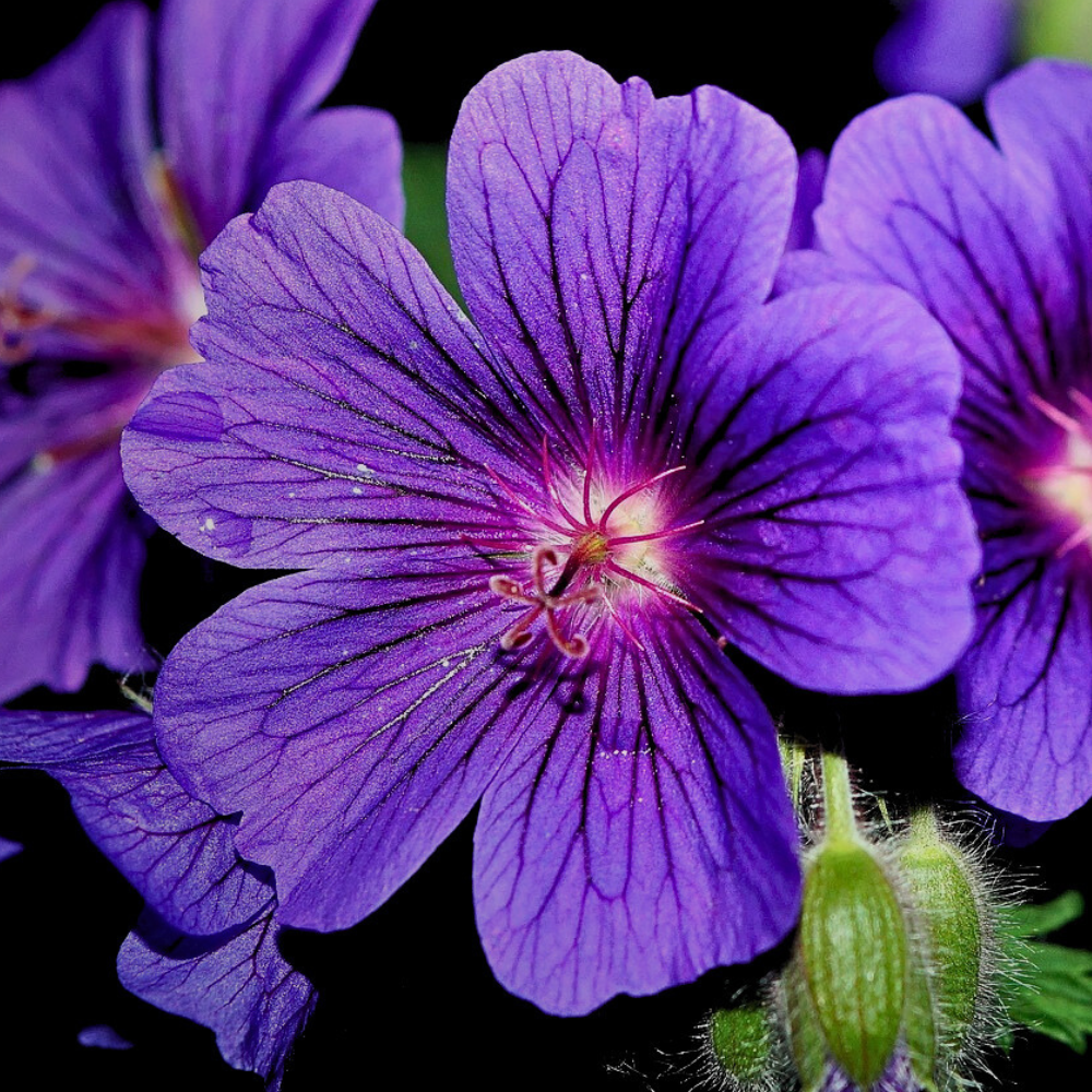 GERANIUM