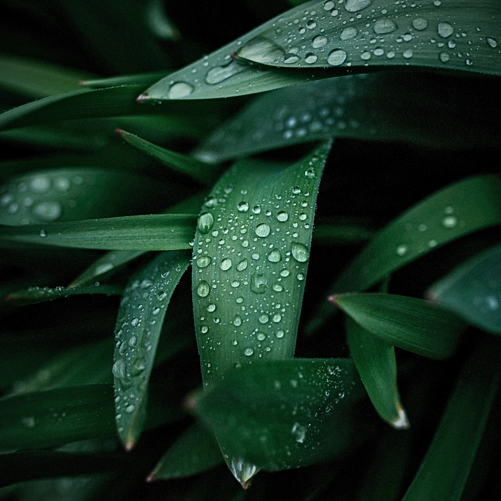 GREEN LEAVES