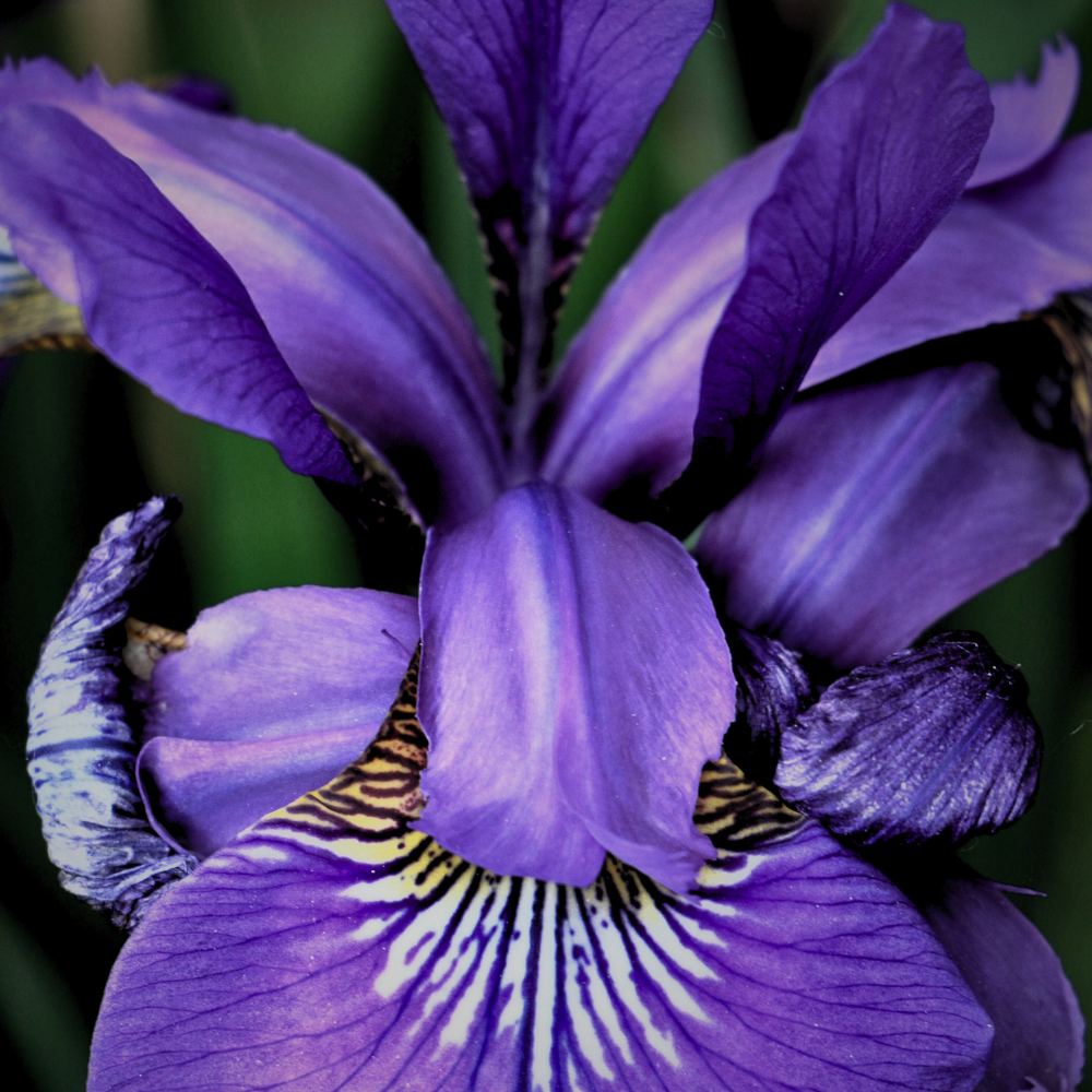 IRIS