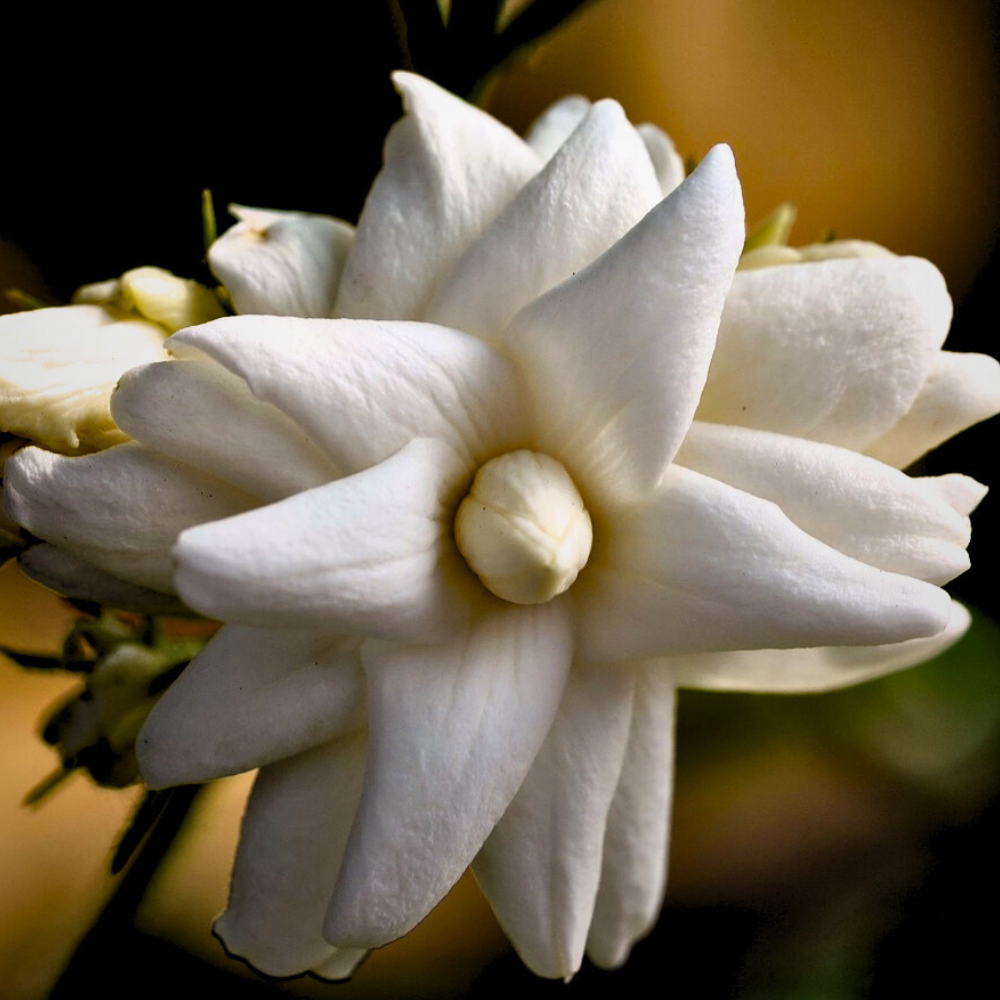 JASMINE
