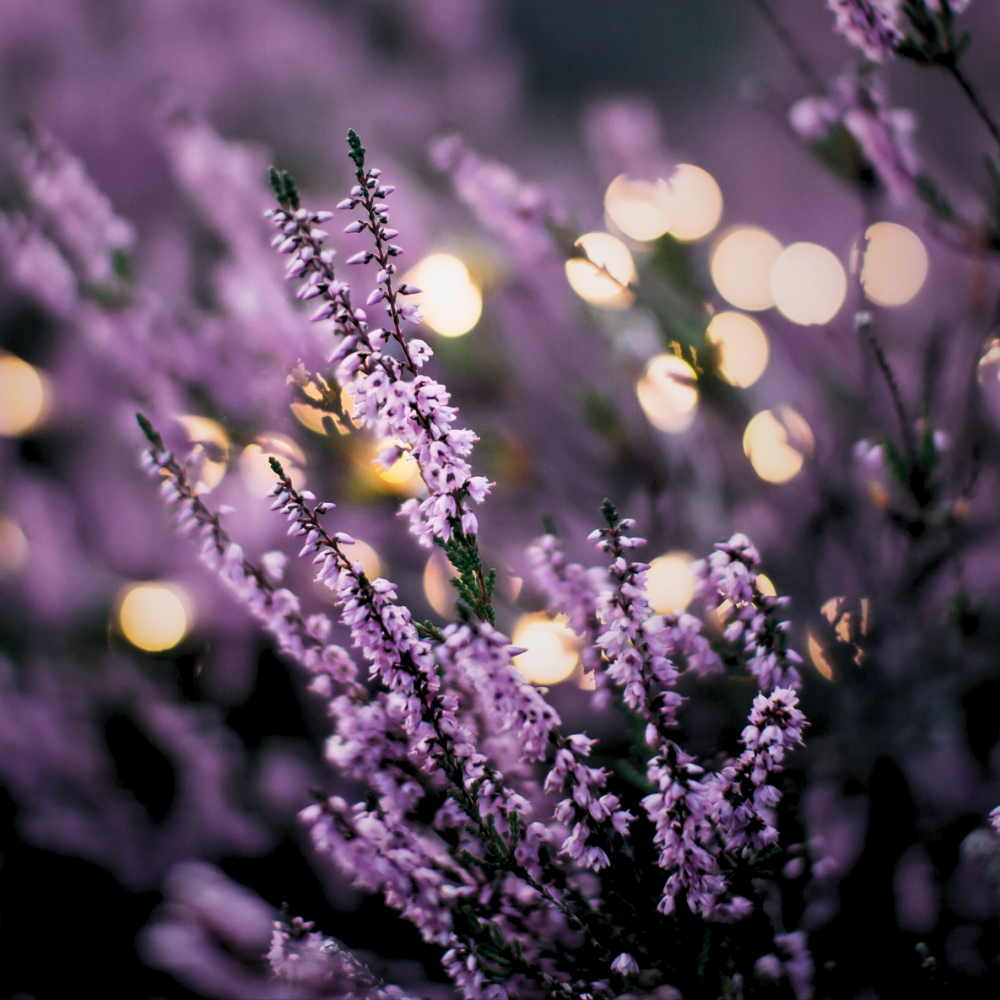LAVENDER