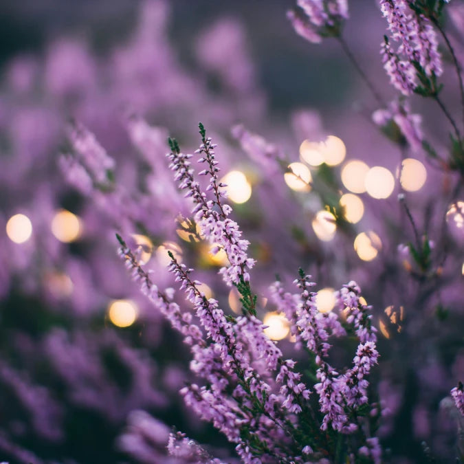 LAVENDER