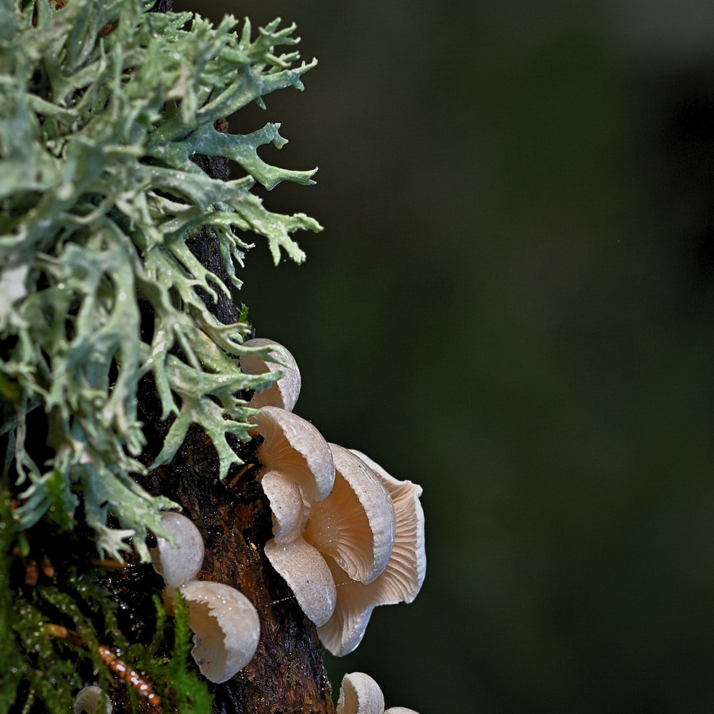OAKMOSS