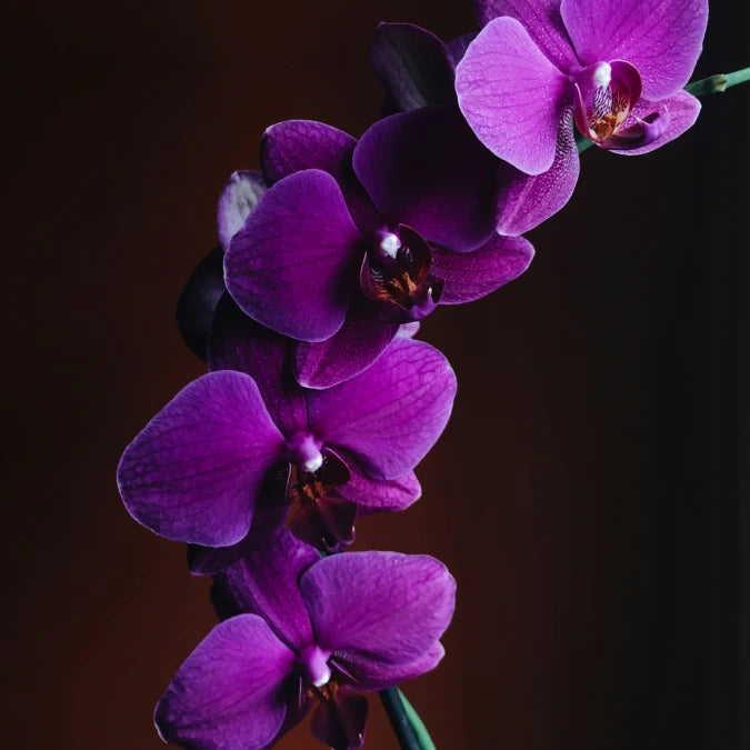 ORCHID