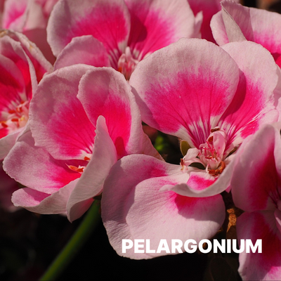PELARGONIUM