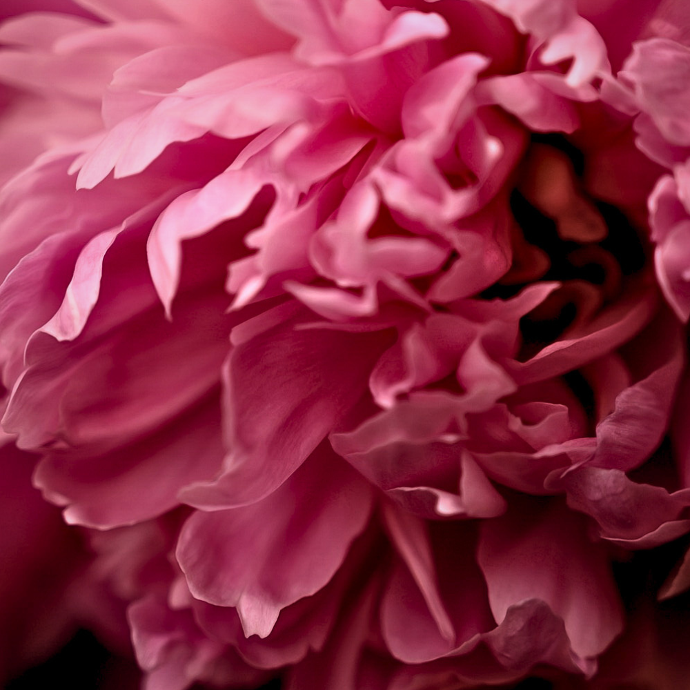 PEONY