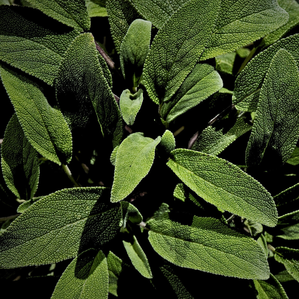 SAGE