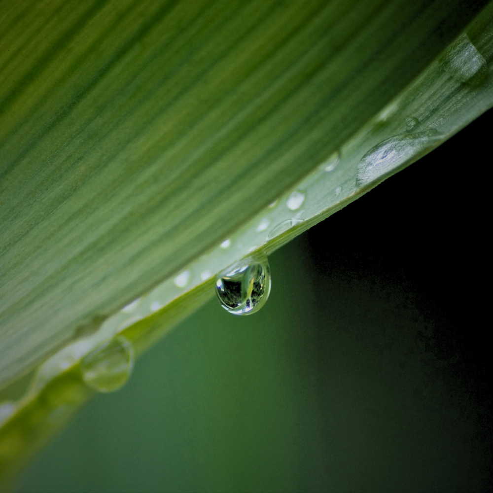 VETIVER